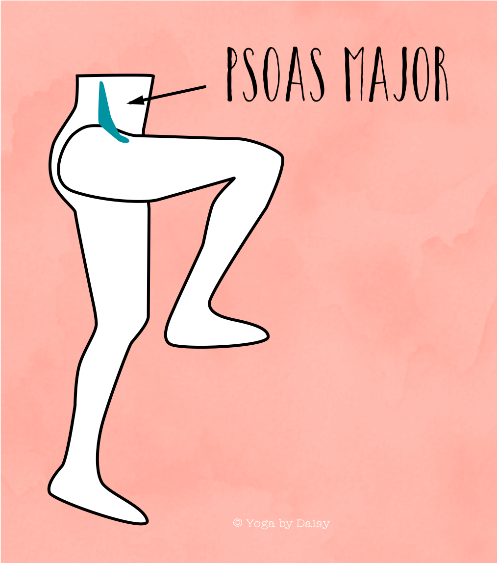 psoas major